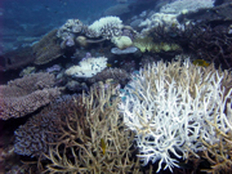 Coral bleaching in 2010 around Mayotte in the Indian Ocean  Photo: David Obura