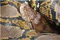 Study raises concern over international trade in python skins