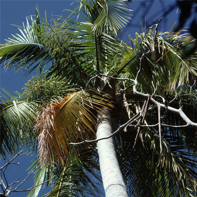 Madagascar’s palms near extinction