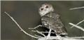 Owl recorded in Oman could be a new species