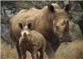 Major step towards Asian Rhino Recovery