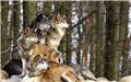 Study shows pre-existing capacity of wolves to learn from humans