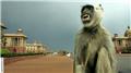 India hires mimics to scare away parliament monkeys
