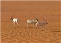 Saharan Addax antelope faces imminent extinction