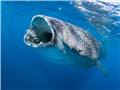 Whale sharks, winghead sharks and Bornean orangutans slide towards extinction – IUCN Red List