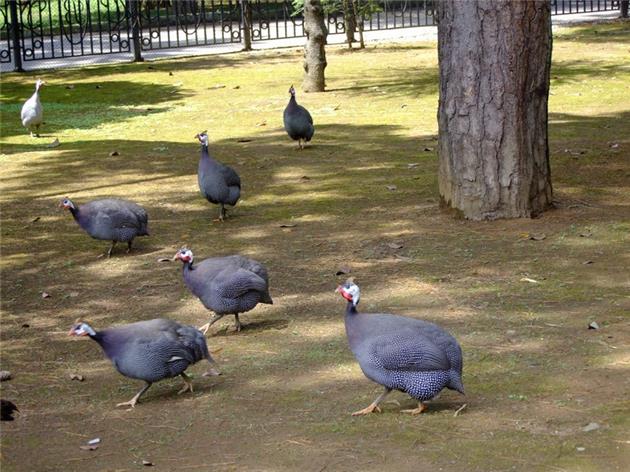 Batumi Zoo Corner