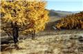 New UN study links trees in drylands with sustainable development