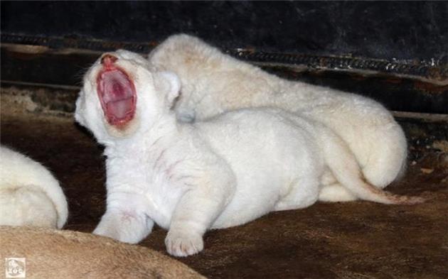 Rare white lion cubs born at Georgia zoo