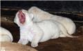 Rare white lion cubs born at Georgia zoo