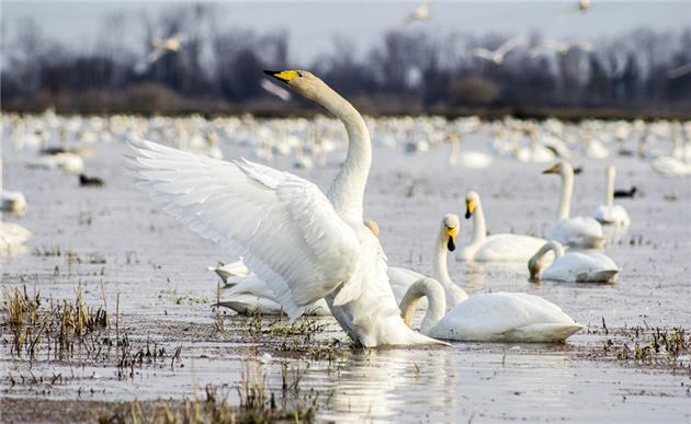 Sorkhrud wetland, a refuge for migratory birds