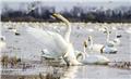 Sorkhrud wetland, a refuge for migratory birds