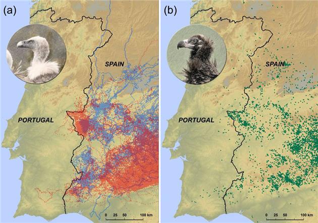 Vultures avoid Portugal because of carrion ban