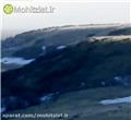حرکت گله عظیم گوزن ها