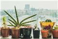 تاثیر گیاهان آپارتمانی بر کاهش آلاینده NO۲