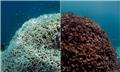 گرمای تابستان عامل سفید شدگی ۹۱ درصد دیواره بزرگ مرجانی