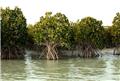 جنگل‌های «مانگرو»، زیستگاه امن آبزیان و پرندگان