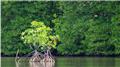تخریب بیش از ۴۰ درصد جنگل‌های مانگرو در برخی کشورها