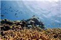 ترمیم بخش‌هایی از دیواره بزرگ مرجانی استرالیا