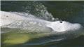 تلاش برای بازگرداندن نهنگ گرفتار شده در رود "سن"