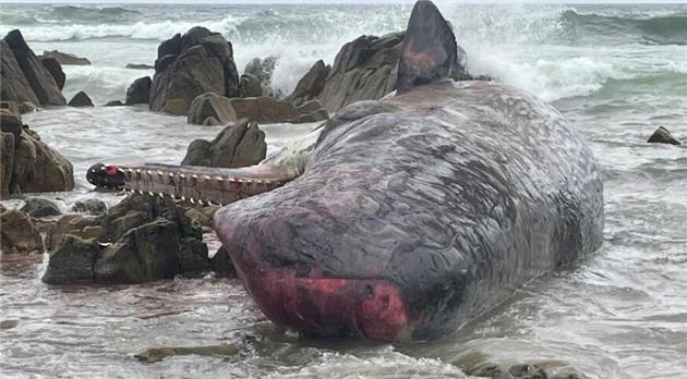 مرگ ۱۴ نهنگ در سواحل استرالیا