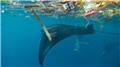 نهنگ‌ها قربانیان آلودگی پلاستیکی در اقیانوس‌ها