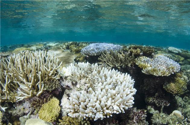 دیواره بزرگ مرجانی استرالیا، میراث جهانی در معرض خطر