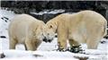 کاهش چشمگیر جمعیت خرس‌های قطبی در کانادا