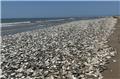 تلف‌ شدن صدها هزار ماهی‌ در ساحل خلیج تگزاس در آمریکا