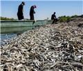 تلف شدن هزاران ماهی در جنوب عراق بر اثر تغییرات اقلیمی