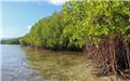 توسعه جنگل‌های مانگرو با اجرای طرح کاشت یک میلیارد نهال