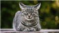 کروناویروس گربه‌سانان؛ ۳۰۰ هزار گربه در قبرس تلف شدند