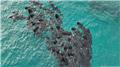 تلف شدن ده‌ها «نهنگ خلبان» در ساحل استرالیا