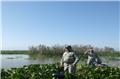 پاکسازی گیاه مهاجم سنبل آبی در تالاب بین المللی انزلی توسط محیط‌بانان