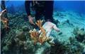 خطر ناپدید شدن ۹۰ درصد از صخره‌های مرجانی جهان