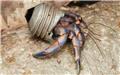 خرچنگ‌های منزوی از زباله‌ها برای محافظت از خود استفاده می‌کنند