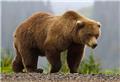 خرس های ایران تبار مادری جداگانه ای دارند
