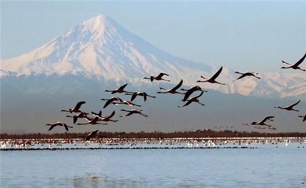 450 سایت کشور از 5 درصد جمعیت پرندگان مهاجر در ایران میزبانی می کند