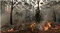 نابودی بیش از ۱۴ هزار هکتار زمین در آتش‌سوزی جنگلیِ استرالیا