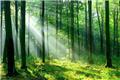 اول فروردین «روز جهانی جنگل» است