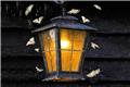 آلودگی نوری پروانه‌ها را تهدید می‌کند
