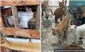 افزایش موارد حیوان‌آزاری در ژاپن