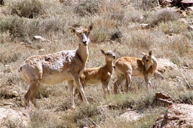سرشماری پستانداران در استان تهران