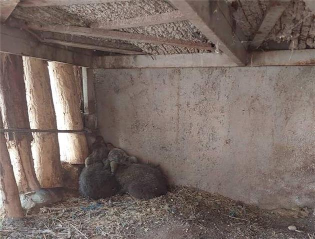 جستجوها برای یافتن توله خرس گمشده ادامه دارد