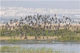 خشکسالی بلای جان تالاب‌ها